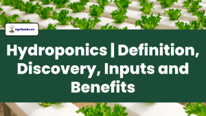 Hydroponics | Definition, Inputs, Uses and Benefits