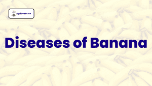 Banana: Diseases and their Management