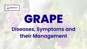 Grape: Diseases, Symptoms and their Management