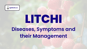 Litchi: Diseases, Symptoms and their Management