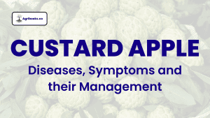 Custard Apple: Diseases, Symptoms and their Management