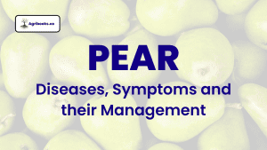 Pear: Diseases, Symptoms and their Management