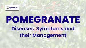 Pomegranate: Diseases, Symptoms and their Management