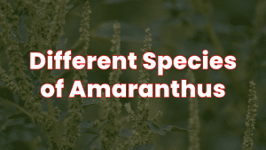 Species of Amaranthus