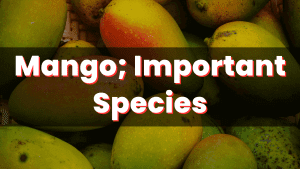 Important Mango Species and their Characteristics