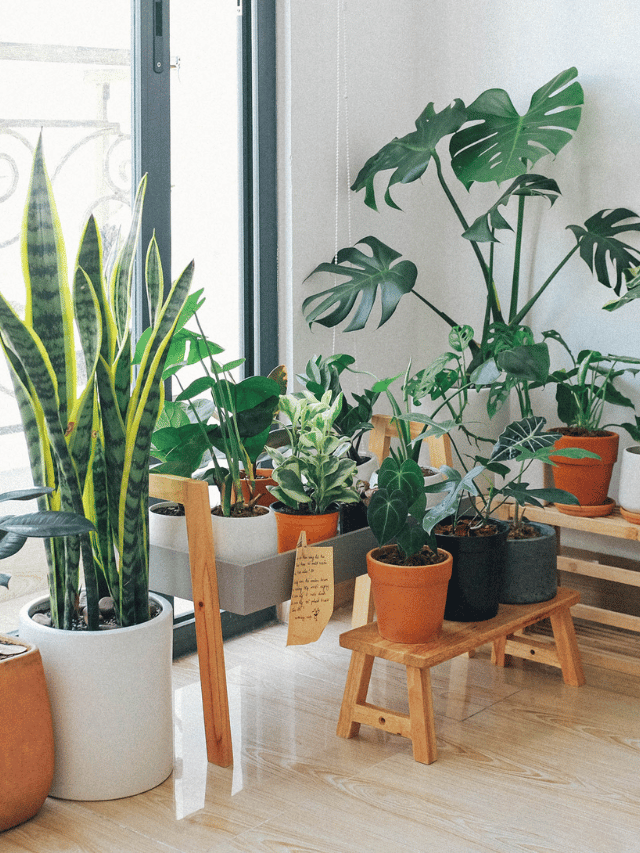 10 Plants That Will Make Your Home Amazing
