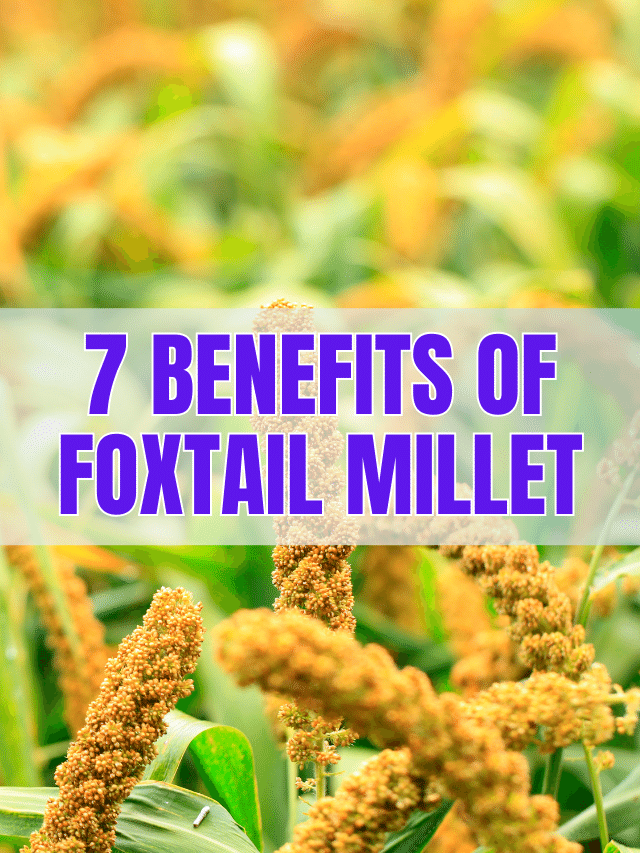 7-benefits-of-foxtail-millet-agri-books