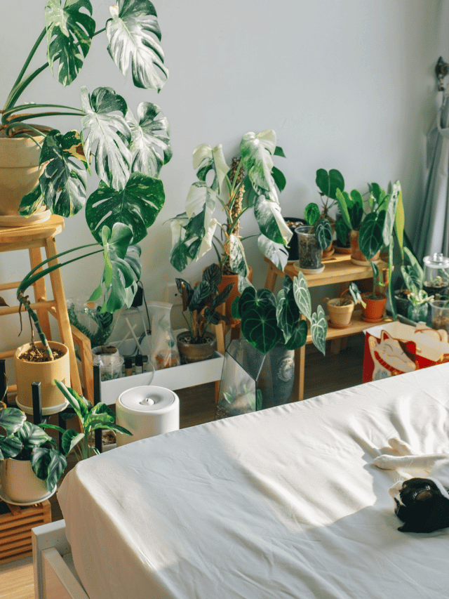 Best Indoor Plants for Air Purification and Greenery Infusion