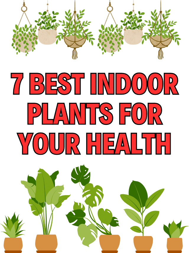7 Best Indoor Plants for Your Health Agri Books