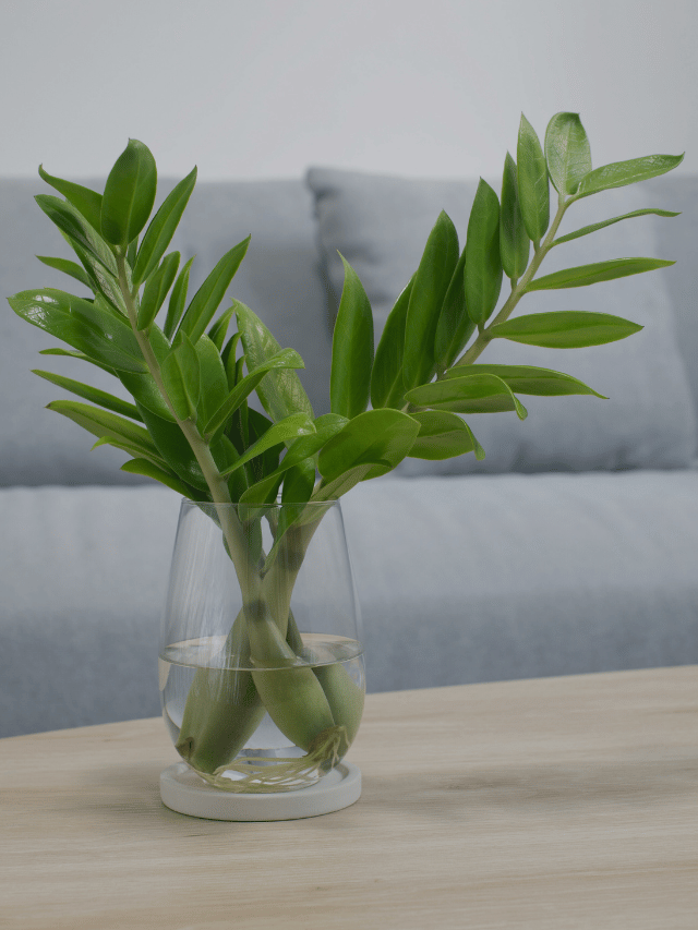 7 Indoor Plants that are Averse to Sunlight