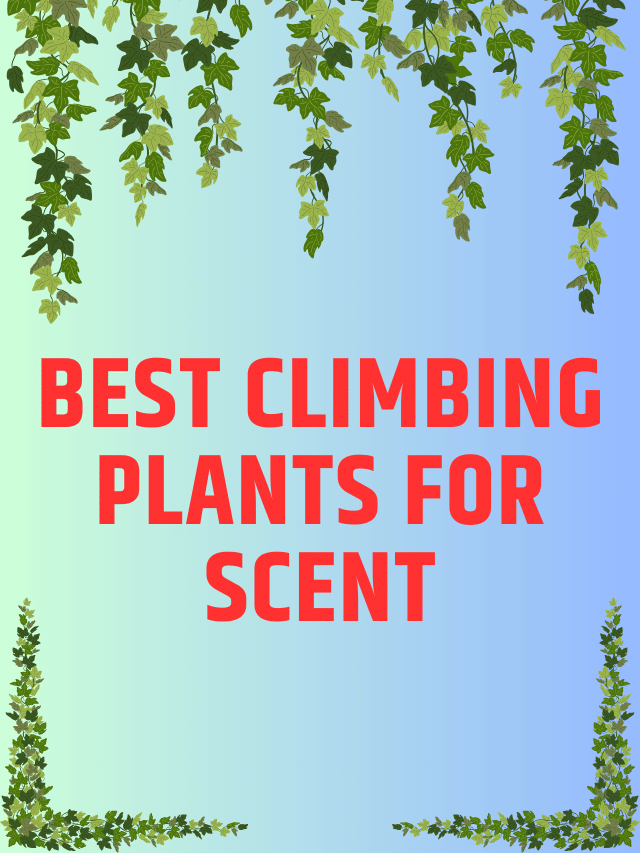 Best Climbing Plants for Scent Agri Books