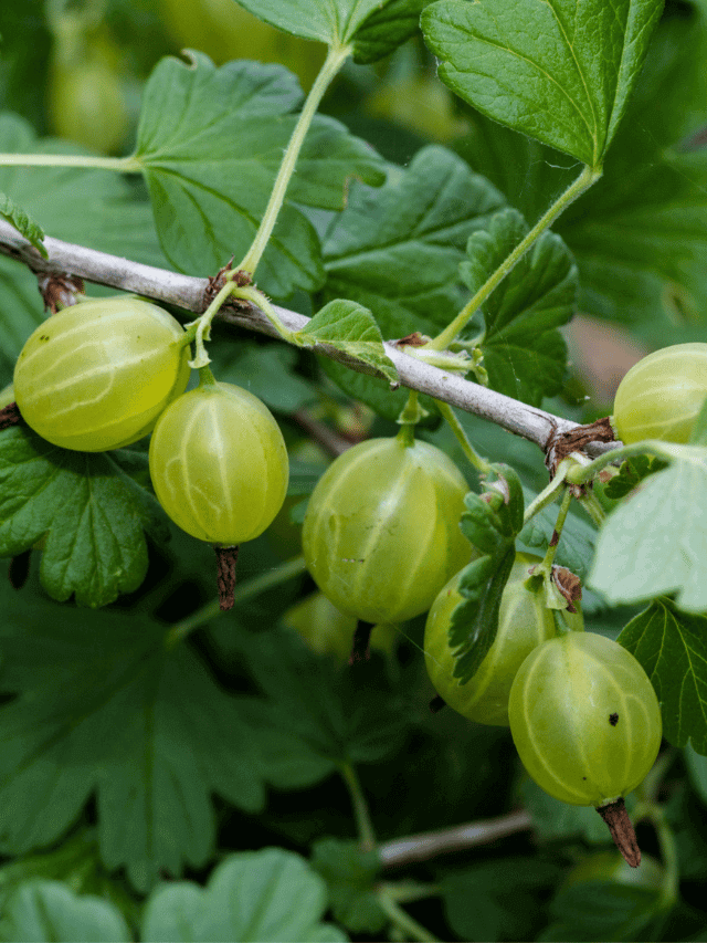 Health Benefits of Gooseberry - Agri Books