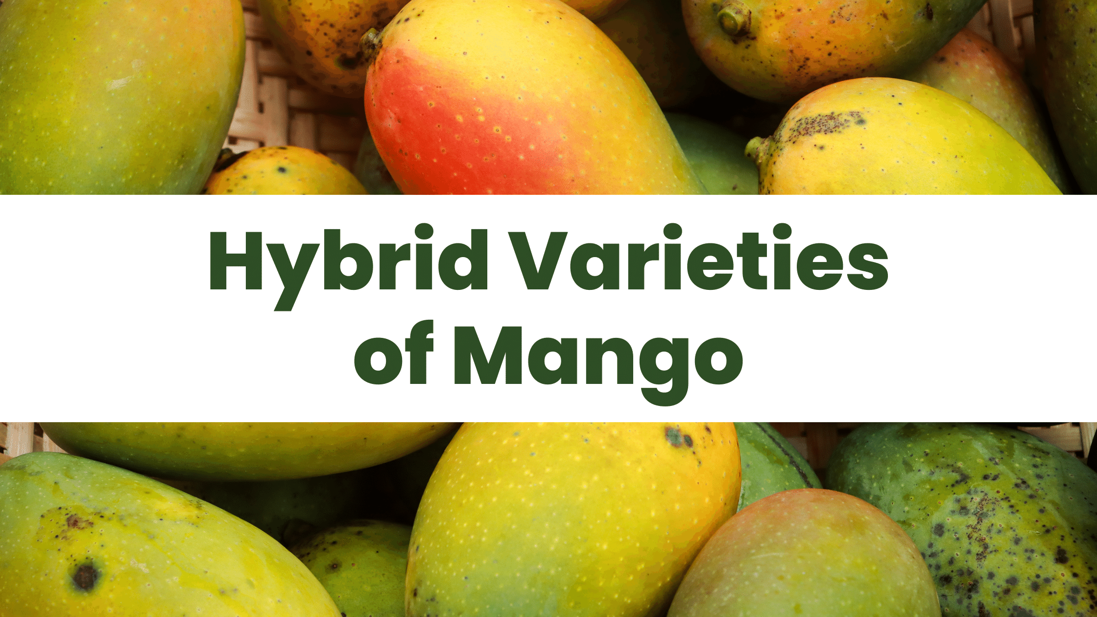 Hybrid Varieties of Mango