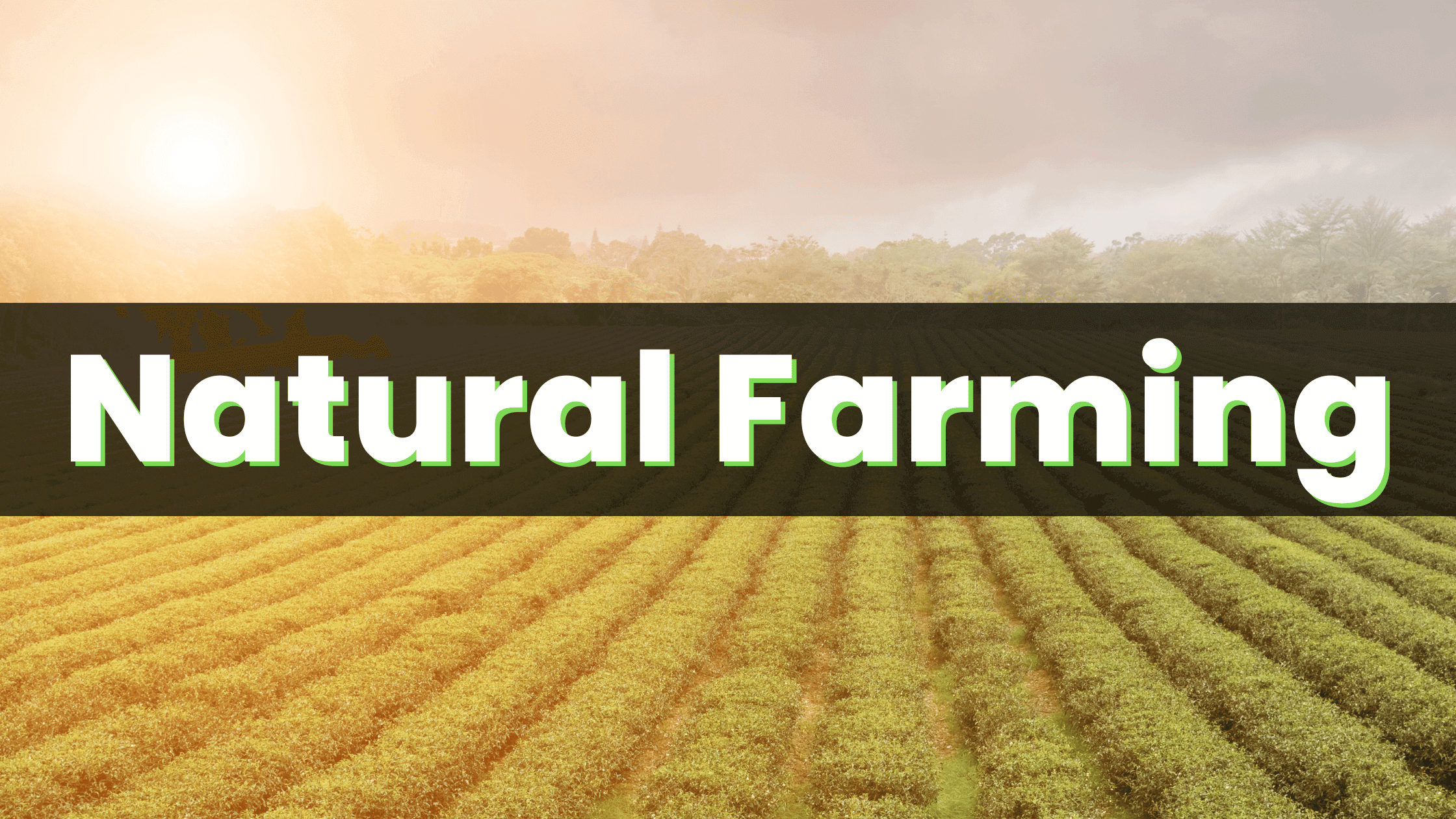 Natural Farming | Definition, History and Benefits