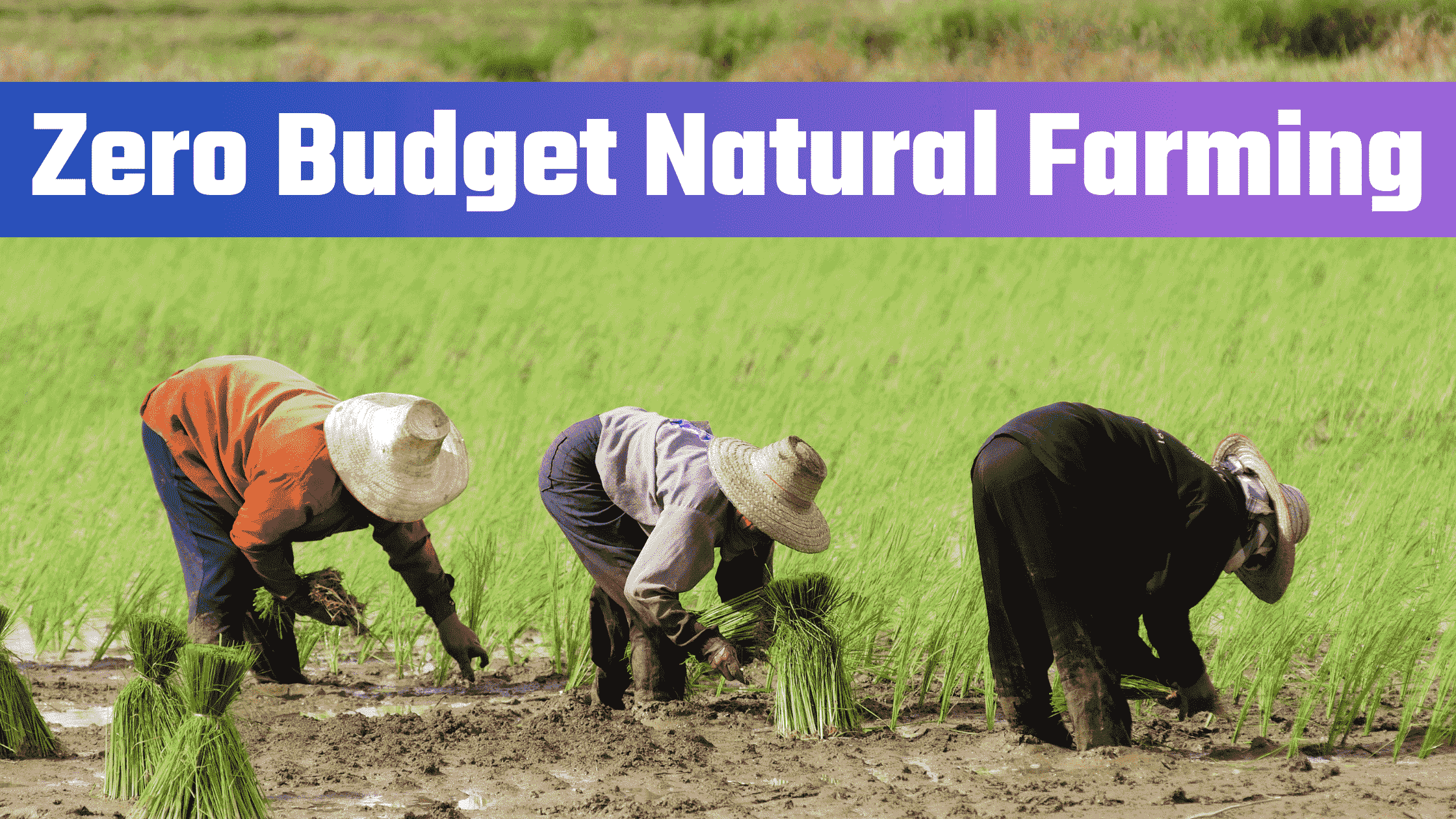 Zero Budget Natural Farming