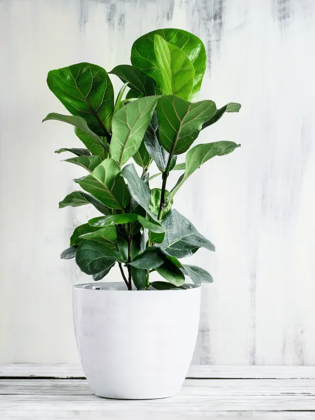 7 Popular Potted Trees to Grow Indoors