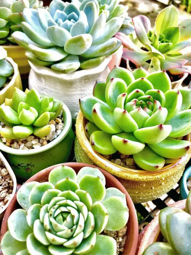 What are Succulent Plants?