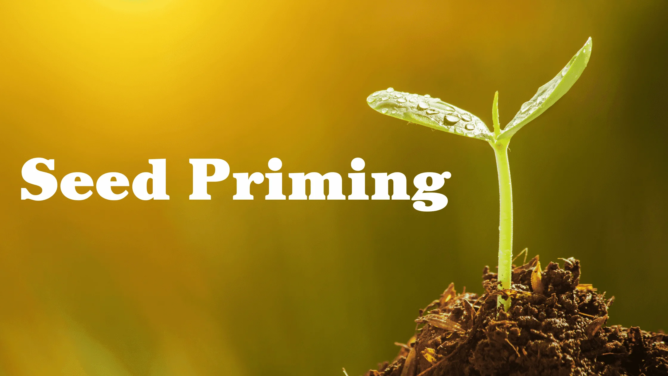 Seed Priming | Methods and Importance